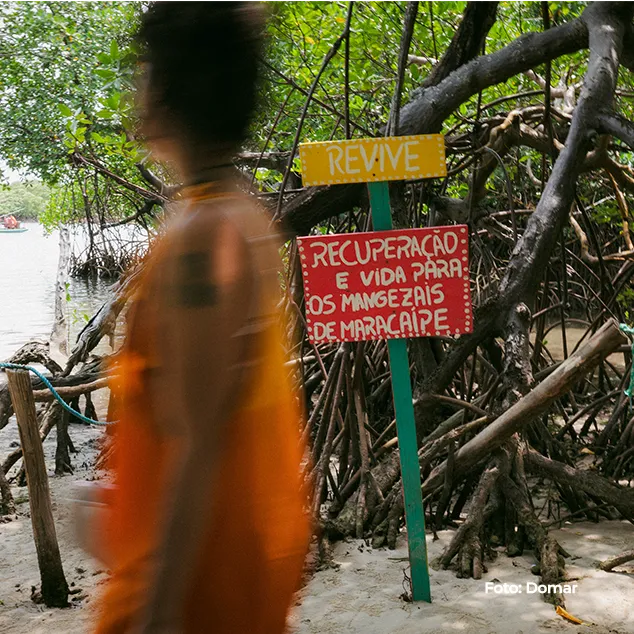Criança diante de placa sobre a recuperação dos manguezais de Maracaípe