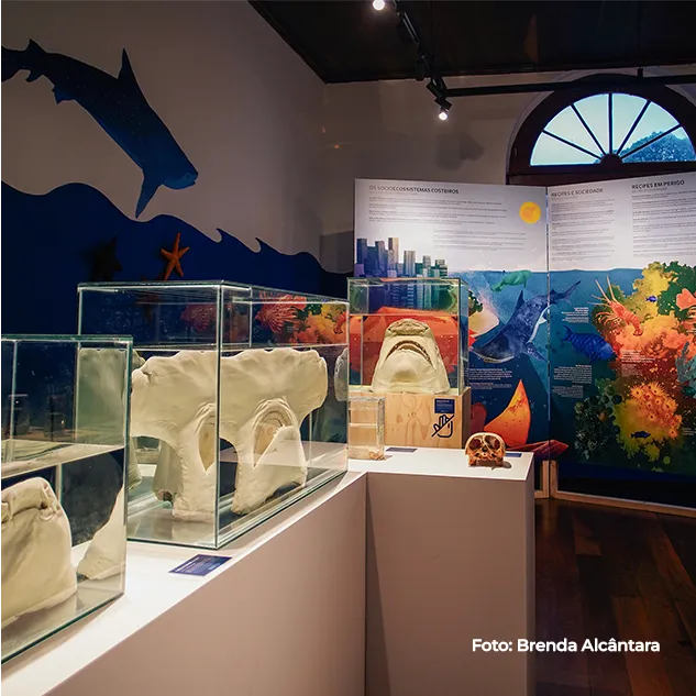 Sala da exposição com mural de recife de coral e vitrines